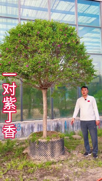一对两棵香水丁香花庭院景观#别墅庭院植物#庭院植物