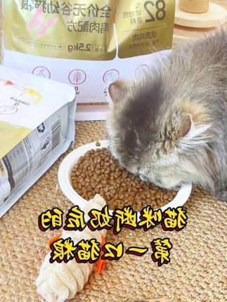 小猫想长肉发腮,球球看看我们好主人吧! #猫粮推荐 #新手养猫 #萌宠好物 #科学养宠攻略
