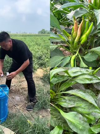 椒行天下推荐卡粉狮管理方案#农业种植#飞虱防治#爆款热卖中#厂家直发#超便宜超划算