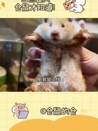 布卡星小仓鼠木屑专用夏天椰壳土透气无尘造景装饰金丝熊垫料用品#仓鼠用品 #仓鼠用品 #仓鼠用品 #仓鼠用品