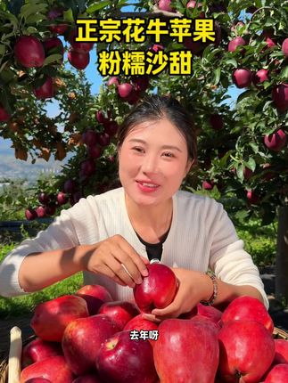 #粉面苹果#一果两吃 一年就吃一季的花牛苹果成熟了!每天果园现摘,产地发货,每个都是视频里的好品质,粉糯香甜 #现摘现发#应季水果#原产地直发
