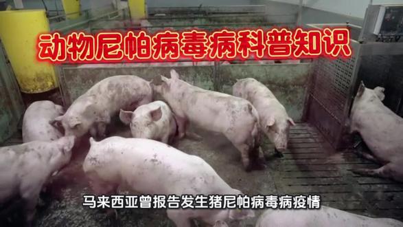 动物尼帕病毒病科普知识