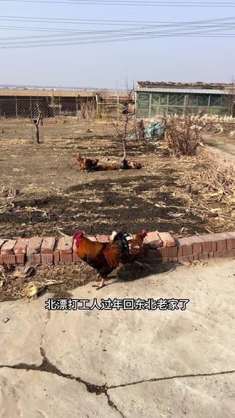 过年回家东北大火炕和帐篷更配喔! #真实生活记录 #乡村生活 #春节返乡 #东北火炕 #东北农村生活