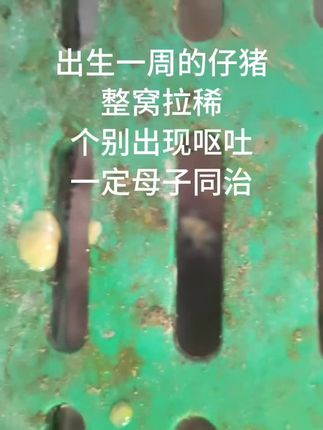 #猪拉稀 #猪呕吐