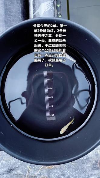 分享今天的2单,第一单2条酥油灯2条长鳍天使之翼,分别亚成的一公一母,第二单2条长鳍天使之翼成鱼,继续展示背观和侧观。#观背青鳉 #观赏鱼 #酥油灯观背青鱂#真长鳍天使之翼 #养鱼日记