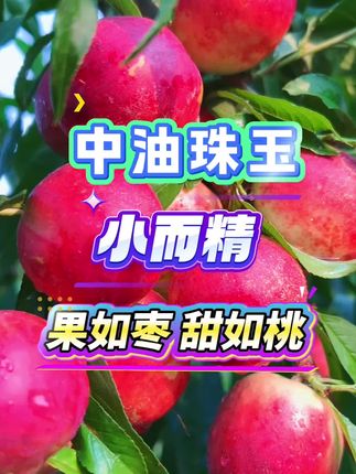 中油珠玉:特早期成熟珍珠油桃。颜值美观高亮度,免套袋子免疏果,好管理,适合大面积种植!#优质种苗 #苗木种植 #苗木种植基地