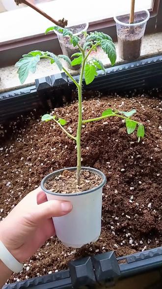 小番茄苗移栽教程#番茄苗#小番茄#阳台种番茄#阳台种菜#阳台种植