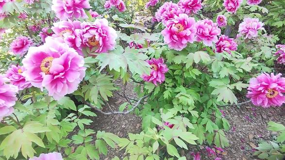 南阳卧龙岗牡丹打卡攻略 什么?南阳卧龙岗竟然有一片牡丹园?走,赶紧来打卡!!#南阳卧龙岗 #全民买手请回答 #买前必看这一篇 #攻略 #户外徒步 #南阳