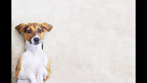 狗狗出现飞机耳通常是处于自我保护的反应,你理解的对吗?#新手养狗 #狗狗行为心理 #宠物科普 #萌宠出道计划 #狗狗