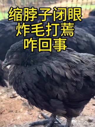 缩脖子打蔫闭眼呼噜张口伸脖子拉稀怪叫#养鸡鸭鹅