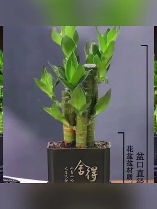 #懒人绿植 #富贵竹 #家庭合睦 #花卉