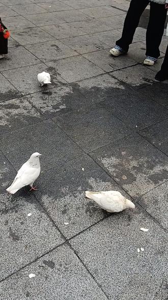 大兴善寺鸽子
#鸽子#大兴善寺