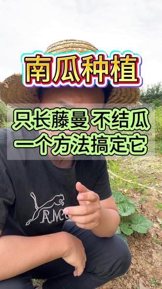 #南瓜种植#三农#家庭种植#农业种植