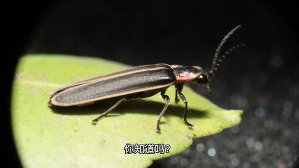 #每天跟我涨知识 #知识分享 荧火虫猎食蜗牛