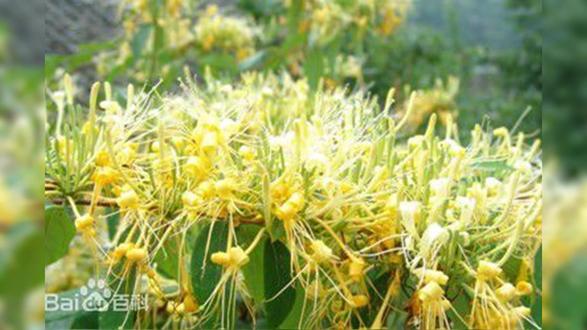 #赏花识花760 山银花(忍冬科—忍冬属)