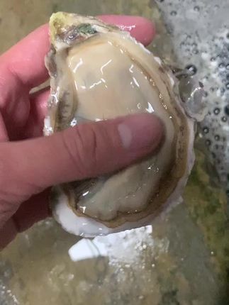 黄肉满壳 1~5+全规格 #新鲜生蚝 #海鲜 #实拍原视频 #吃生蚝 #吃海鲜