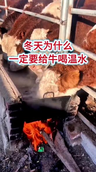 #全国养牛人#科学养殖#牛羊催肥小料 #养牛小妙招