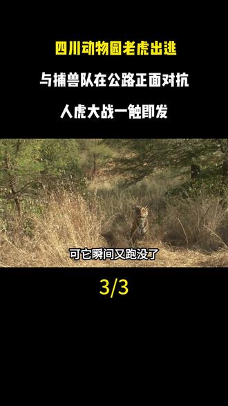 四川动物园老虎出逃,与捕兽队在公路正面对抗,人虎大战一触即发