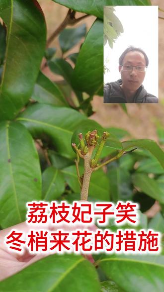 荔枝冬梢如何处理?打顶修剪,打800倍催花,30天后花芽分化 #这也能开播 #随时随地标记一下 #青年创作者成长计划 #抖音合集升级计划 #热爱加1计划