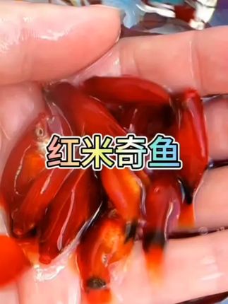 #红米奇鱼#观赏鱼#鱼儿自由自在的水中游 #鱼缸里的大自然 #养鱼养心