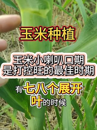 玉米小喇叭口期是打化控的最佳时期#玉米 #玉米种植