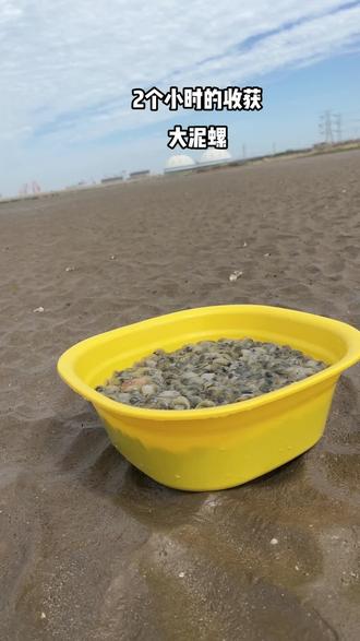 周末陪老婆孩子沙滩上捡泥螺#海滩拾趣 #沙滩🏖 #今天的收获