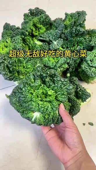 乌塔菜和黄心菜到底是不是是一种菜?#黄心菜#乌塌菜