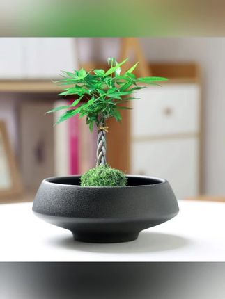 【新客立减】人气苔藓花盆陶瓷中式亚光桌面摆件水培米竹菖蒲水培#苔藓