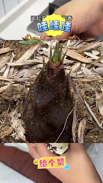 正宗绍兴笋干菜农家纯手工制作笋丝梅干菜#笋丝梅干菜 下饭菜 #强烈推荐