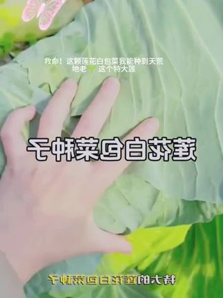 亲手种的莲花白大丰收!健康又美味,绿色生活从这里开始~🥬💚