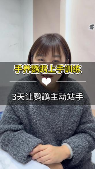 鹦鹉上手训练,三天让你的鹦鹉主动上手!#鹦鹉#手养鹦鹉#人工手养鹦鹉