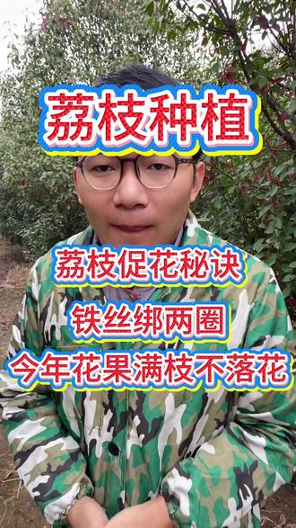 荔枝促花秘诀!铁丝绑两圈,今年花果满枝不落花 #荔枝种植#荔枝管理技术#荔枝管理#荔枝种植技术