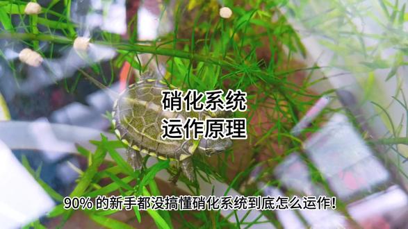 硝化系统运作原理 90% 的新手都没搞懂硝化系统到底怎么运作!今天给你讲透原理 + 避坑干货,新手也能一次搞明白!
首先纠正一个最大的误区:硝化细菌根本不吃粪便!完整的硝化系统,是一套闭环的水质净化流水线,分 3 步走,一步都不能少!
第一步:先开工的是异养菌,它才是处理缸里粪便、剩饲料的主力军!它把这些有机物分解完,会产出剧毒的氨,这东西浓度一高,龟鱼直接中毒暴毙,水体还会发腥发臭!
第二步:这时候核心的硝化细菌才正式上场!注意,硝化细菌是两类菌的统称,不是单一菌种!先是亚硝酸菌,把剧毒的氨分解成中等毒性的亚硝酸盐;再是硝酸菌,把亚硝酸盐转化成低毒性的硝酸盐,到这一步,硝化系统的核心净化工作就完成了!
第三步:最后收尾的关键,是水草或者换水!低毒的硝酸盐可以当水草的肥料,水草吸收后会转化成氧气,这就是古法生态缸的理论基础!但新手很容易踩坑:水草太少,吸不完硝酸盐,水会跌酸爆藻;水草太多,缸里养分不够,水草会烂根坏水,反而搞崩水质!
给大家分享我亲测好用的稳水方法:缸里配过滤,每周开 4-5 小时,或者每周固定换 1/4 到 1/3 的新水,双管齐下,水质稳得很,再也不浑不臭!
养龟养鱼有任何问题,都可以评论区留言,我建了龟友交流群,想进群的朋友直接找我!#乌龟 #龟龟 #养龟日常 #养龟技巧 #龟影