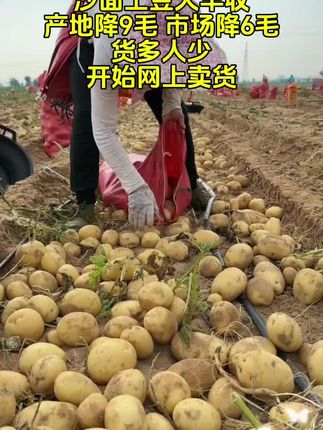 #沙面土豆#新土豆上市 #优质农产品 #强烈推荐 #上热搜