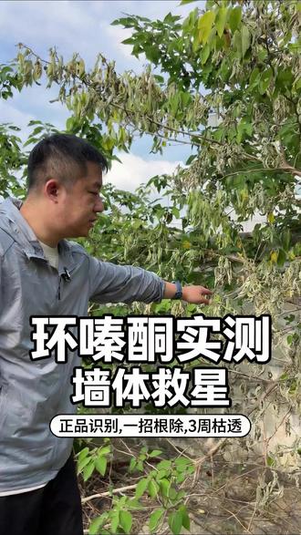 墙体救星三周真实测评#环嗪酮 #环嗪酮除大树竹子灌木杂草 #环嗪酮除草剂 #环嗪酮省心省力一次解决
