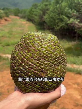 云南拇指南洋杉大松子不含油脂像板栗软糯口感150g/袋