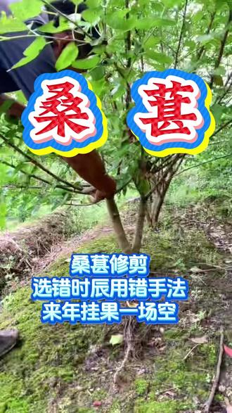 桑葚种植技术 桑葚修剪选错时辰手法来年挂果就是一场空#桑葚 #桑葚种植 #桑葚管理 #桑葚种植技术 #桑葚高产