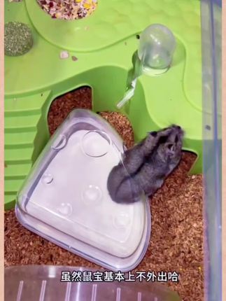 养鼠人千万不能忽略的一个问题,就是给鼠鼠驱虫!🐛🐛🐛#仓鼠🐹 #养鼠日常分享 #家有萌鼠 #宠物用品 #铲屎官日常