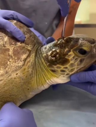 户外探险大肥猫