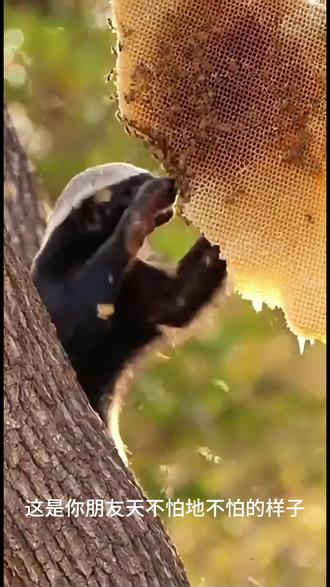 蜜獾,平头白发银披风,一生都在征战中。#搞笑 #动物科普 #冷知识 #平头哥