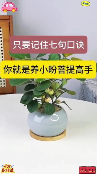 小盼菩提黄叶掉果不用慌,一瓶有机肥帮你忙!你就试试这款肥料, #小盼菩提#小盼菩提营养液#小盼菩提有机肥#小盼菩提养护