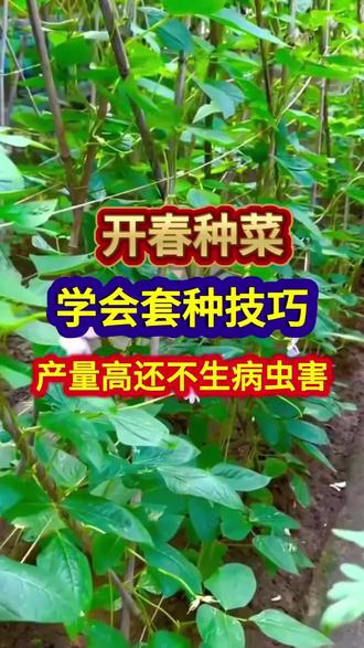 开春种菜,学会套种技巧。产量高还不生虫#植物科普 #农资知识