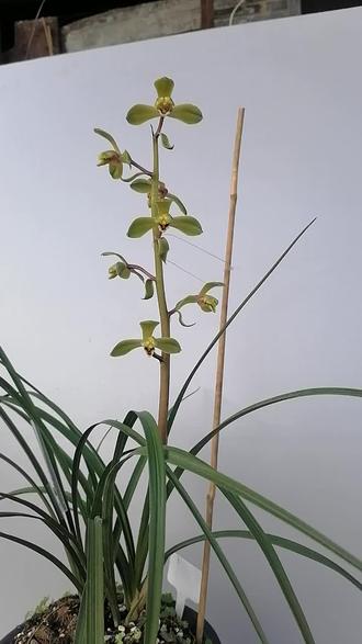 #惠兰程梅#赤惠之王 ,非常香,非常的正格大气。
