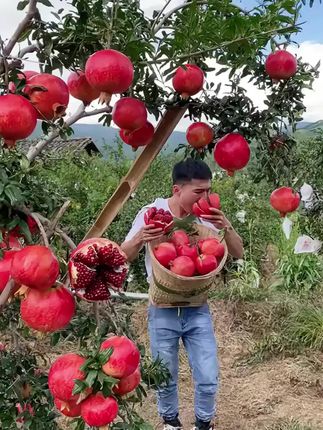 四川会理软籽石榴成熟了,不用吐籽的石榴,#石榴 #软籽石榴 #新鲜应季水果