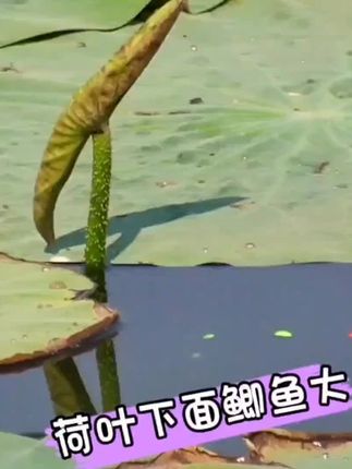 野钓五里河,荷叶下面鲫鱼个体大,钓过瘾了