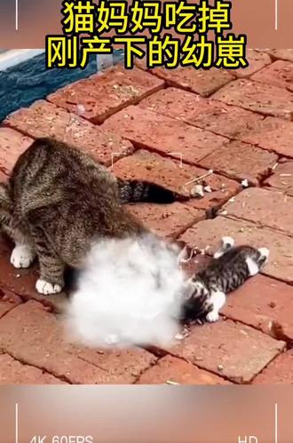 猫为什么吃同类 今天的问题小回答,猫为什么吃同类。
猫吃同类的行为较为罕见,主要与生存本能、环境压力及生理需求相关,具体原因包括以下几类:
一、母性本能与幼猫健康
母猫可能会吃掉生病、畸形或夭折的幼崽。一方面,这是为了保护其他健康幼崽免受疾病传播威胁,通过嗅觉识别出无法存活的个体后,会主动清除潜在风险;另一方面,若母猫极度营养不良或分娩后体力透支,可能会通过食用幼崽补充能量,尤其在野外环境中更为常见。
二、极端环境与资源竞争
在食物短缺或领地被侵犯时,猫可能因生存压力攻击同类。例如,野外猫群为争夺领地或食物,可能会攻击并食用同类尸体;家养猫若长期处于饥饿或资源匮乏状态,也可能触发这种本能行为。此外,环境中的应激因素(如噪音、陌生人闯入)会让母猫感到不安,极端情况下可能通过吃掉幼崽转移至“安全”状态。
三、疾病与本能清洁行为
猫对同类尸体的啃食可能源于清洁本能,试图清理环境中的“污染源”。尤其当同类因病死亡时,猫会出于减少疾病传播风险的本能,吃掉部分组织。不过,这种行为并非出于恶意,而是野外生存中形成的群体保护机制。
建议
若发现猫有类似行为,需优先确保其饮食充足、营养均衡,减少领地争夺和应激因素(如提供独立活动空间、定期体检)。若情况异常,建议及时咨询兽医排查健康或心理问题。
#希望对大家有帮助