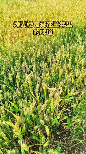 风吹麦浪时,总想起儿时烤麦穗的滋味🌾 记得那会儿蹲在麦地里,把刚抽穗的麦子拢成一束,用枯树枝生火烤。烟火裹着麦香飘出来,轻轻搓掉焦壳,麦粒鼓鼓的还带着点烫,塞嘴里一嚼,又香又甜的。
#知道这是什么吗