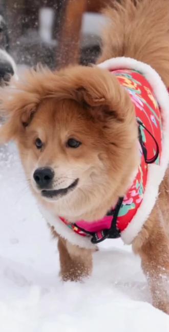 喔,原来是离别😭😭晚安,我最爱的莲梅宝宝#莲梅 #骏良 #骏良的狗 #离别