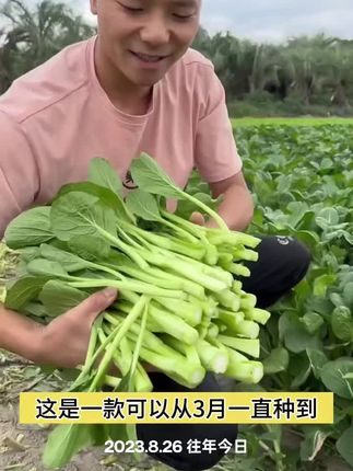 #四九甜菜心种子 #四九菜心种子 #甜菜心种子 #阳台小院均可种植 #在家种菜
