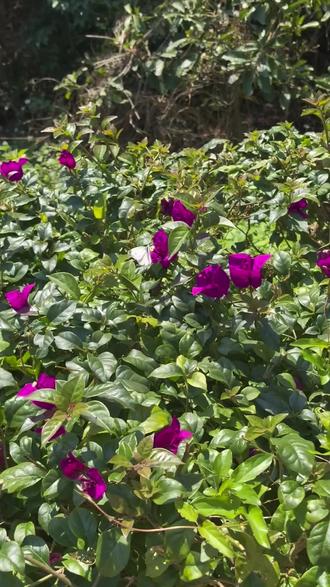 带娃户外撒野的快乐,是这只手工蝴蝶给的✨#手工#春日手工 #手工diy #家庭美育#带娃日常